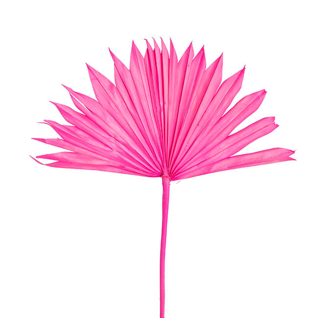 Palm Suncut