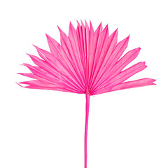 Palm Suncut