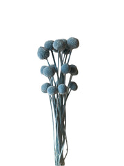 Billy Buttons