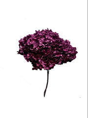 Hydrangea Standard