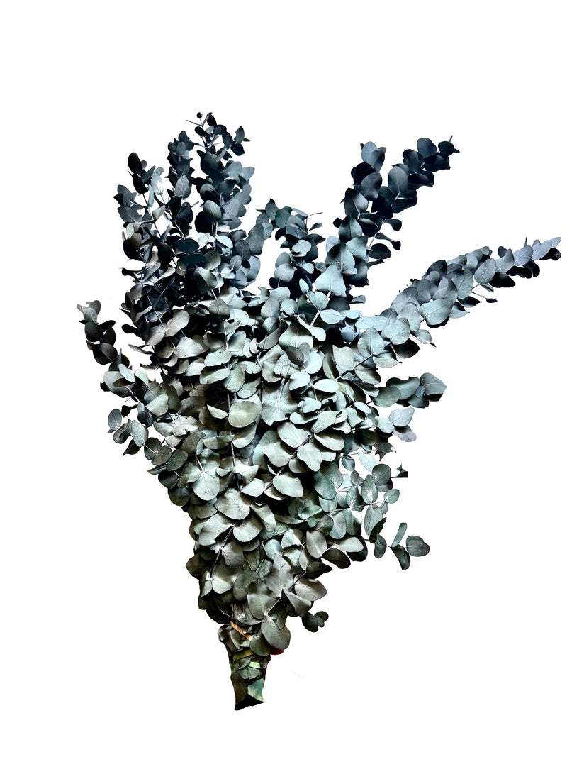 Eucalyptus Gum