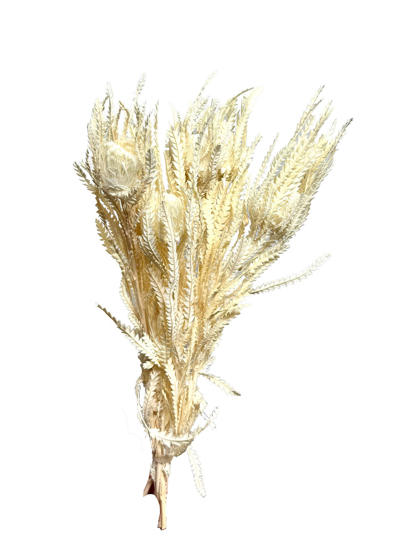 Dryandra Formosa