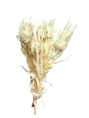 Dryandra Formosa