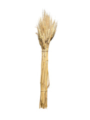 Wheat