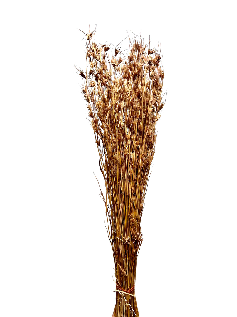Nigella