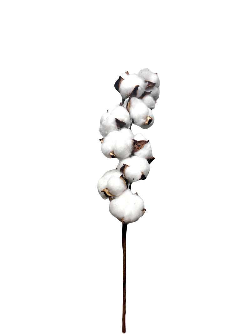 Cotton Flower