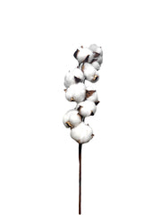 Cotton Flower