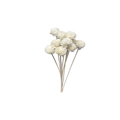 Sola Flowers