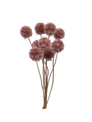 Scabiosa Pods