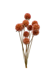 Scabiosa Pods