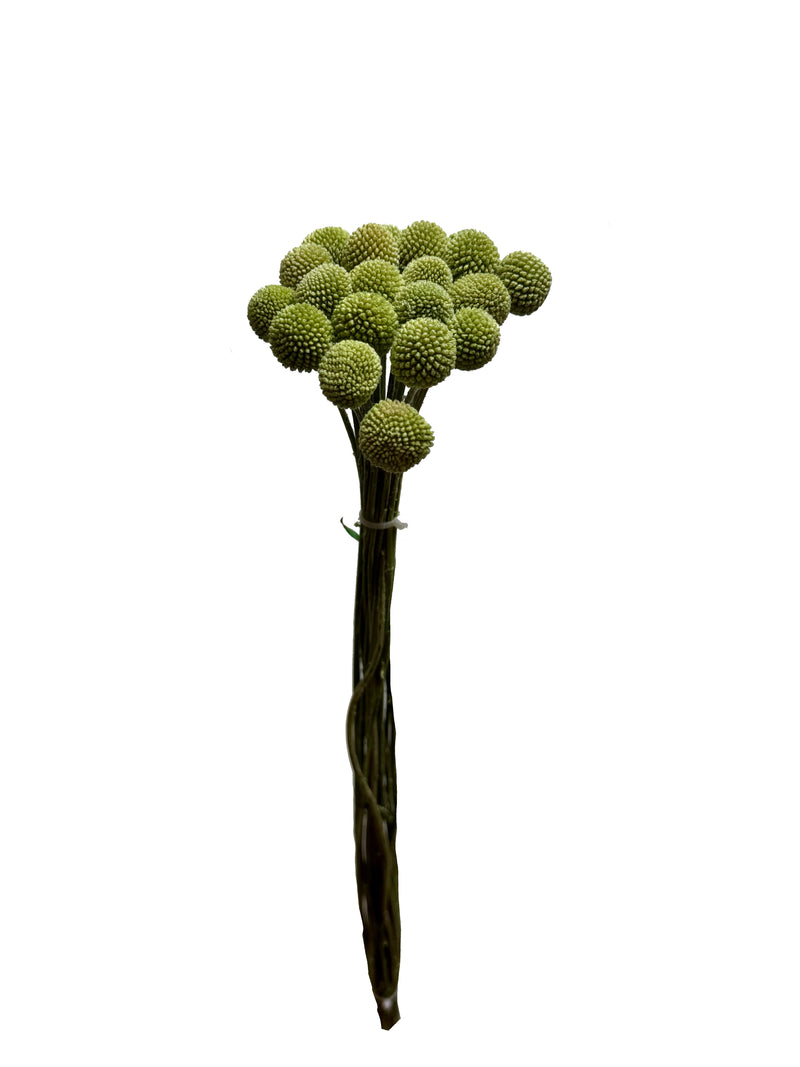 Billy Buttons