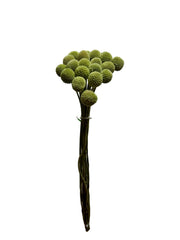 Billy Buttons