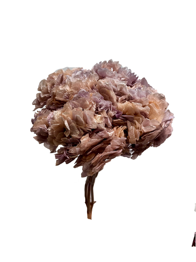 Hydrangea Large Petal