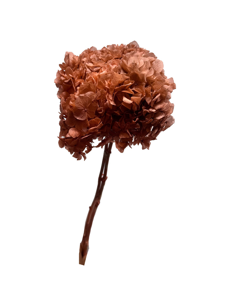 Hydrangea Large Petal
