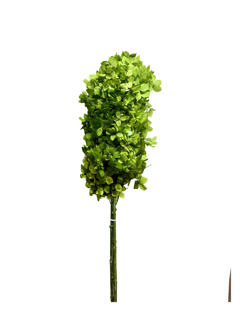 Hydrangea Paniculata