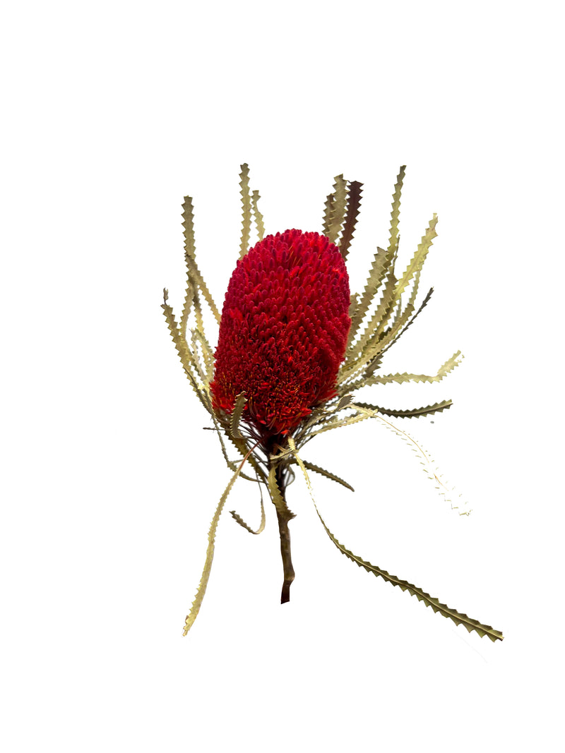 Banksia
