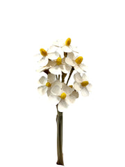 Sola Flowers