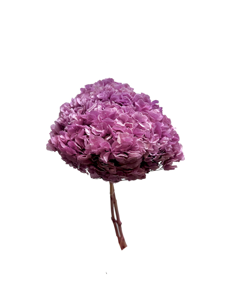 Hydrangea Large Petal