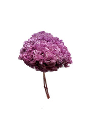 Hydrangea Large Petal
