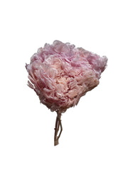 Hydrangea Large Petal