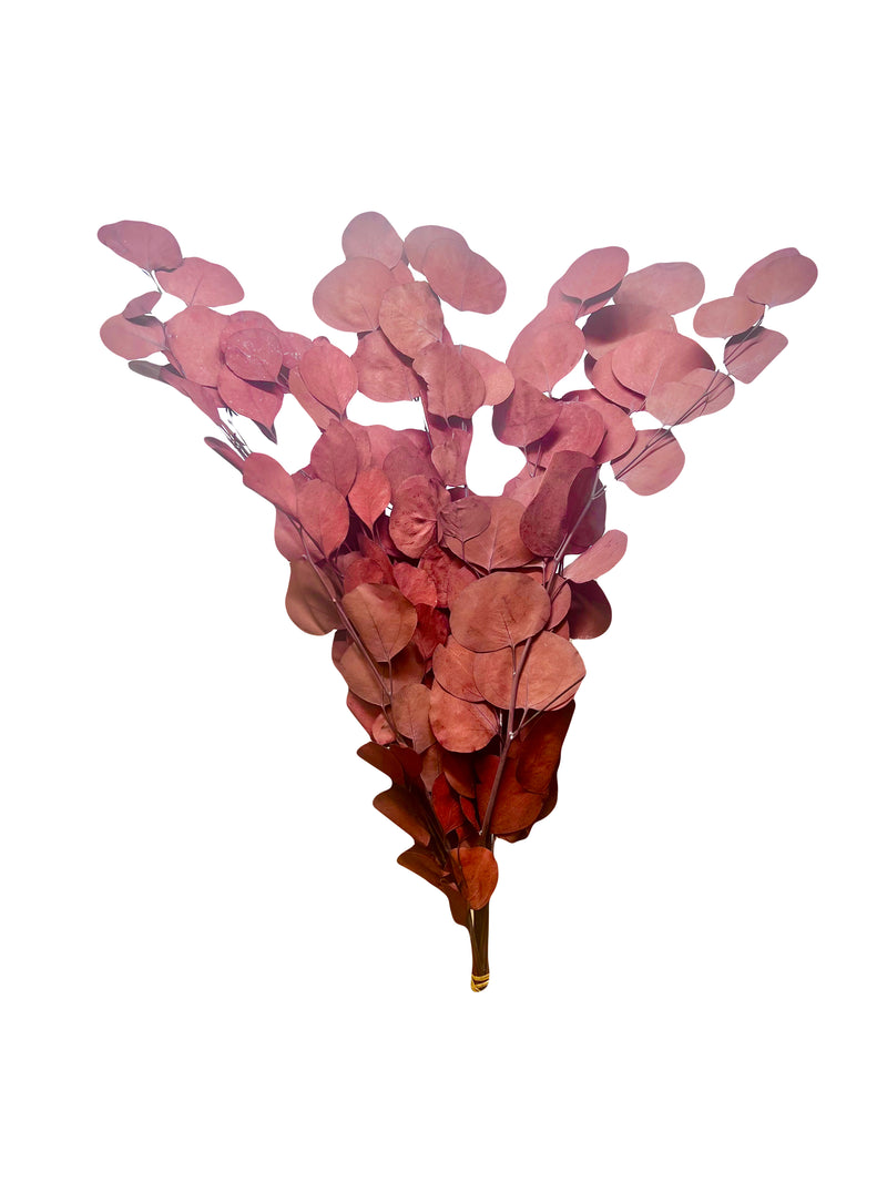Eucalyptus Gum