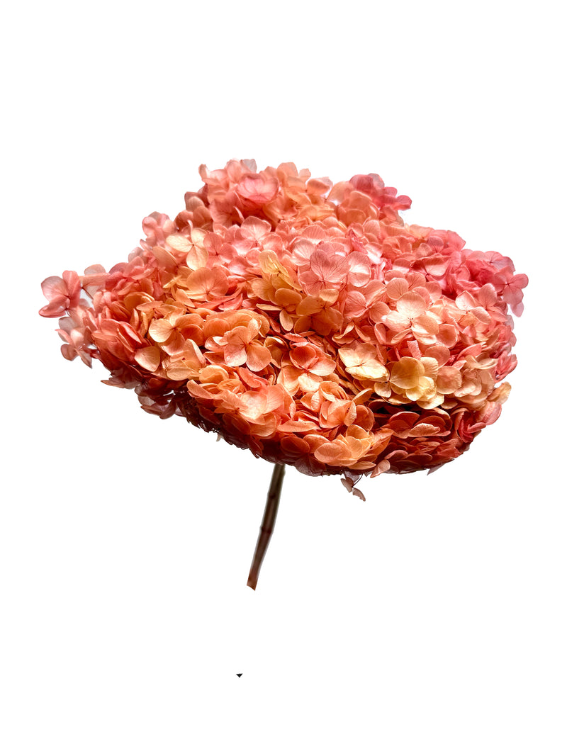 Hydrangea Standard