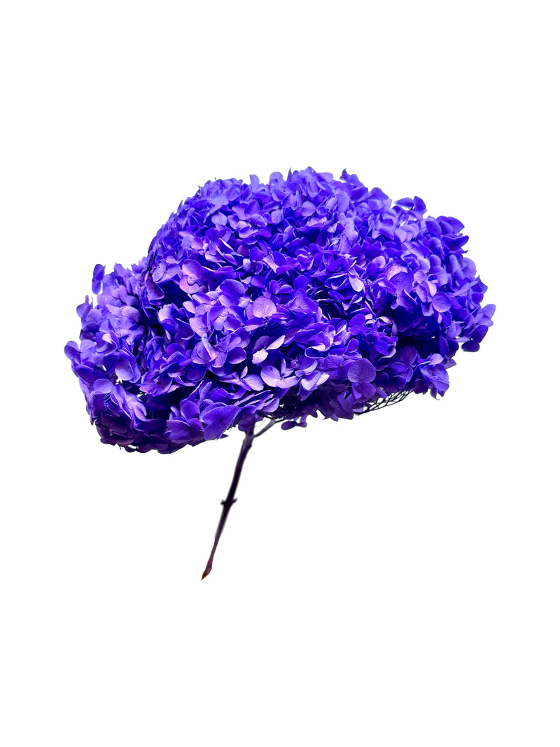 Hydrangea Standard