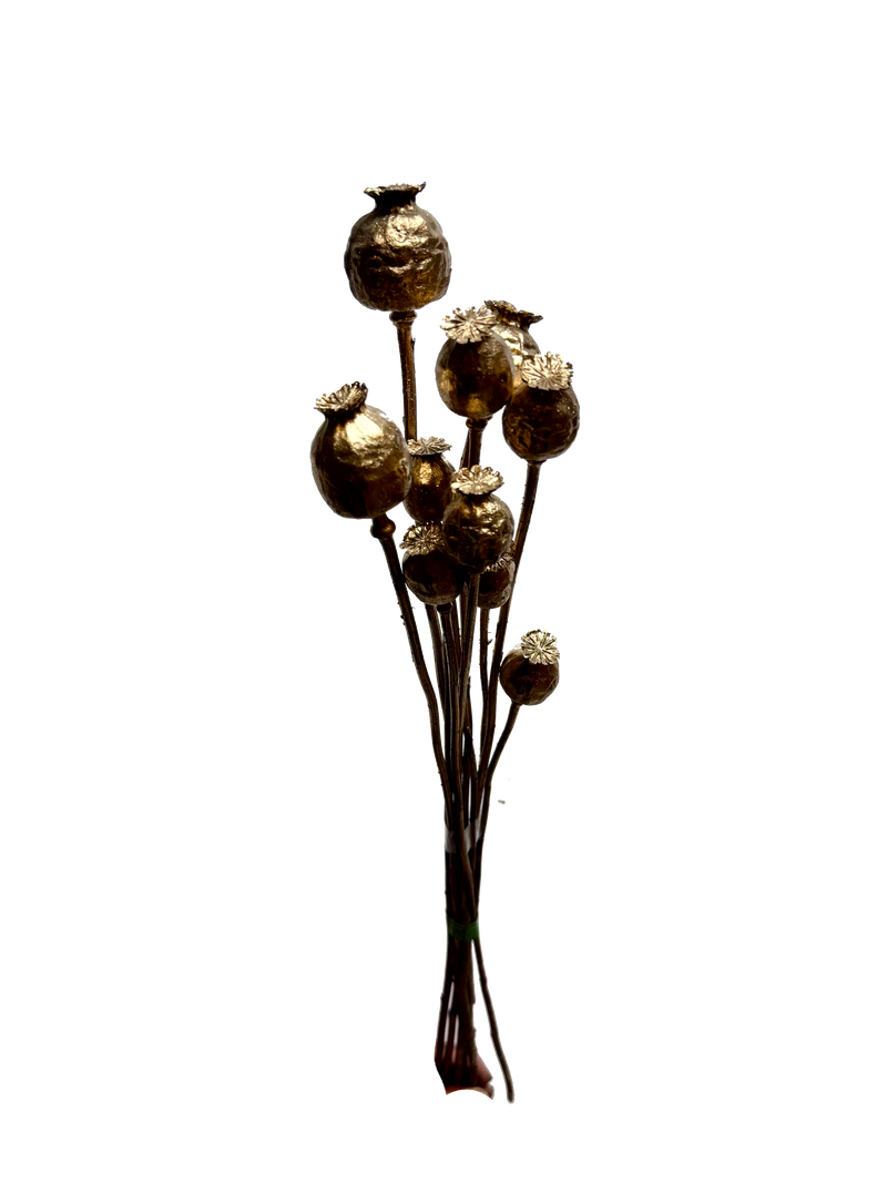 Poppy Pods