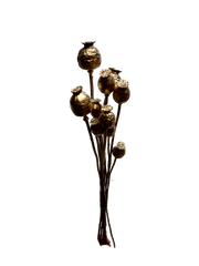 Poppy Pods