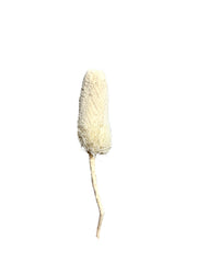 Banksia