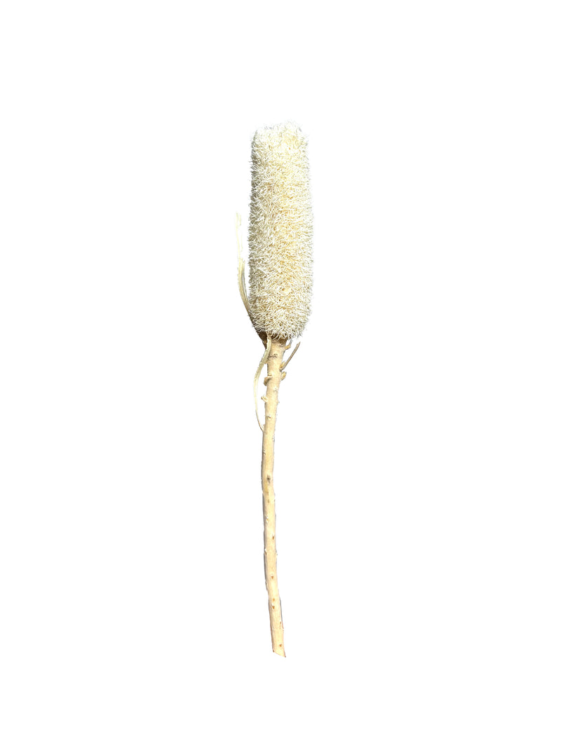 Banksia