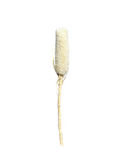 Banksia