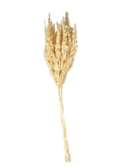 Astilbe