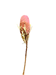 Banksia