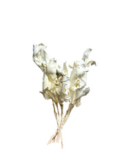 Tetragona Nuts