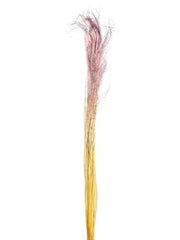 Mulhy Grass