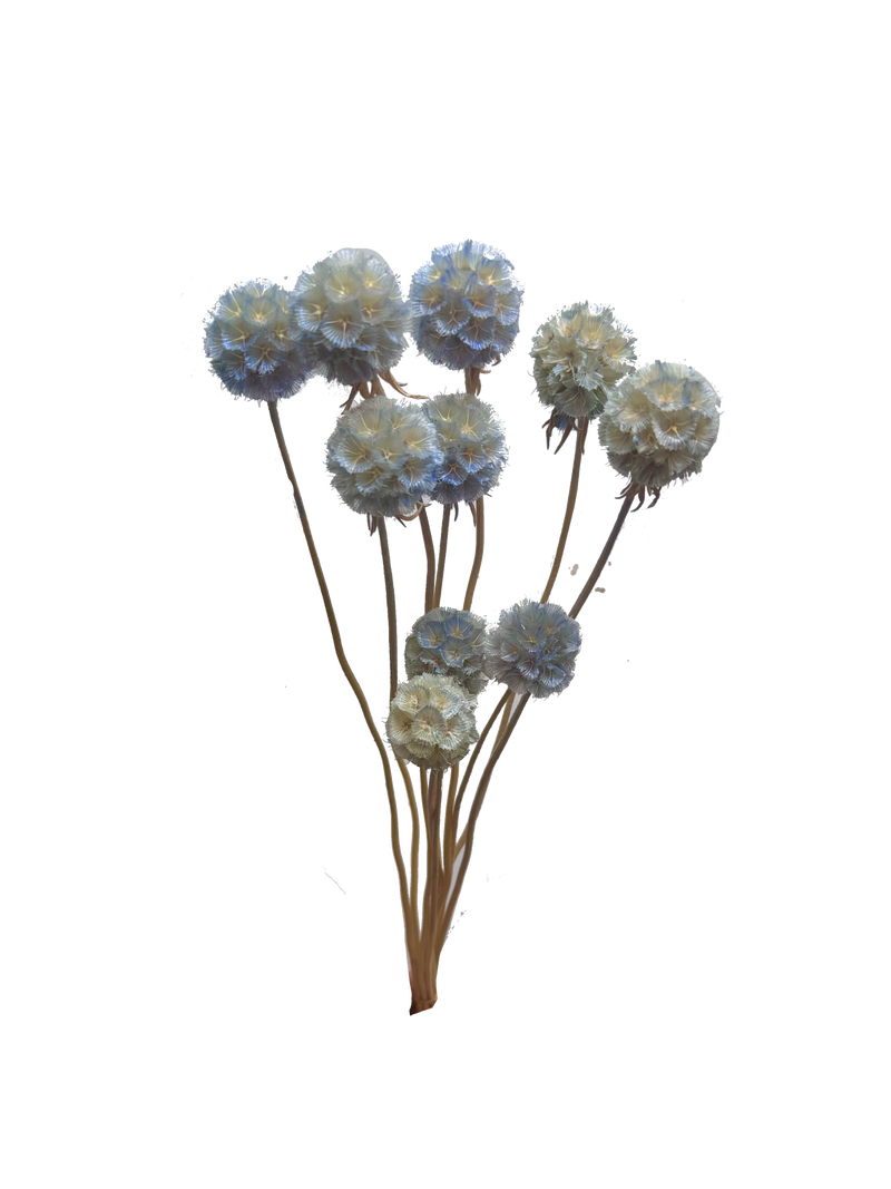 Scabiosa Pods