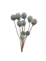 Scabiosa Pods