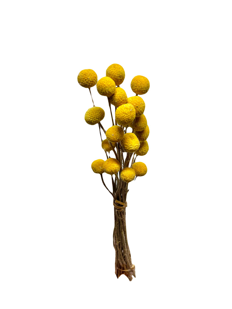 Billy Buttons