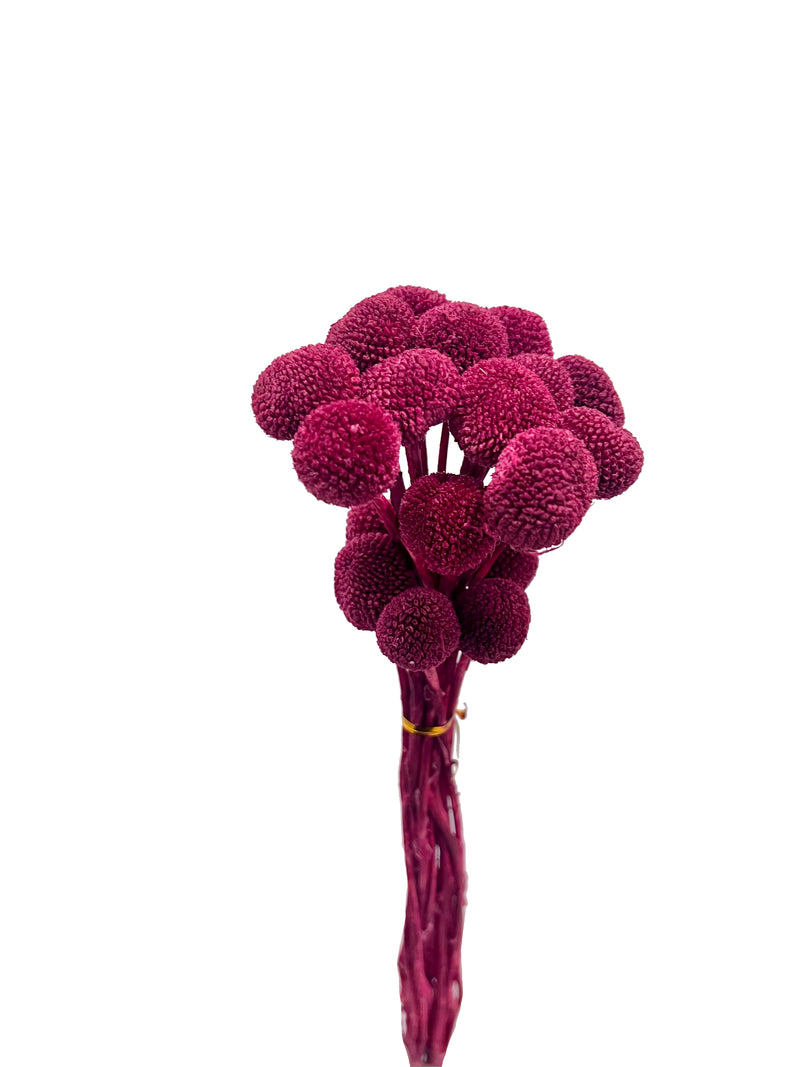 Billy Buttons