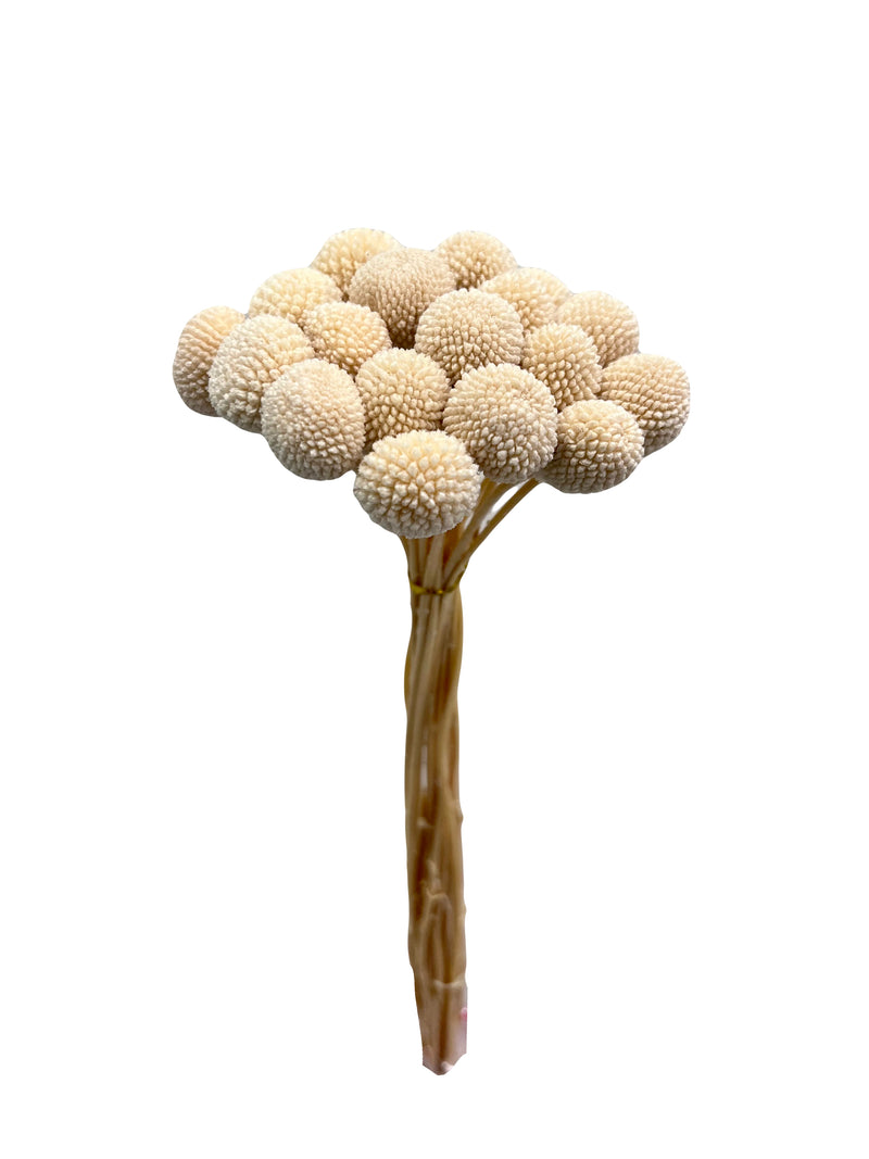 Billy Buttons