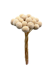 Billy Buttons