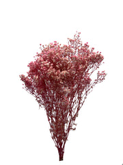 Baby's Breath