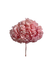 Hydrangea Large Petal