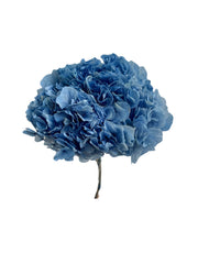 Hydrangea Large Petal