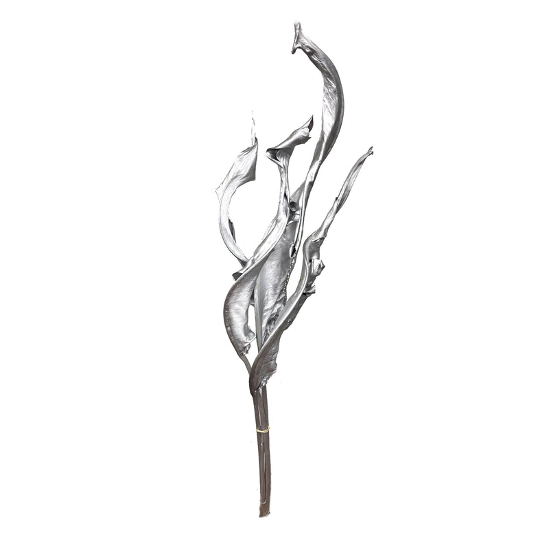 Strelizia Foliage