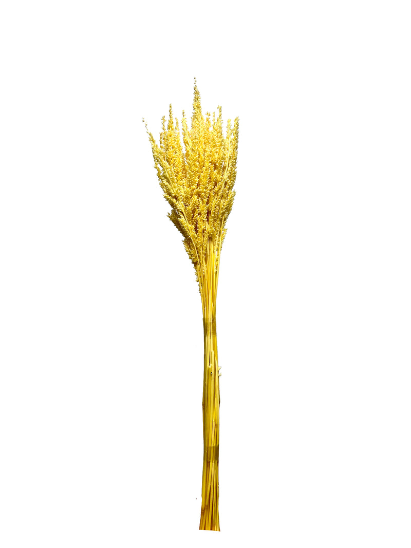Astilbe