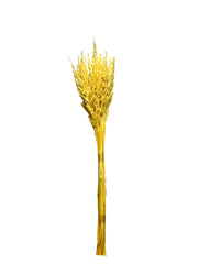 Astilbe
