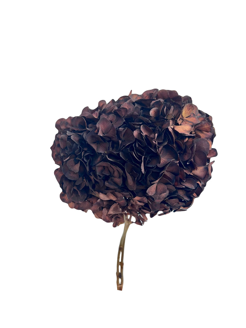 Hydrangea Large Petal
