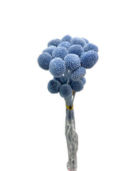 Billy Buttons